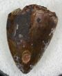 Large Phytosaur (Redondasaurus) Tooth - Arizona #27642-1